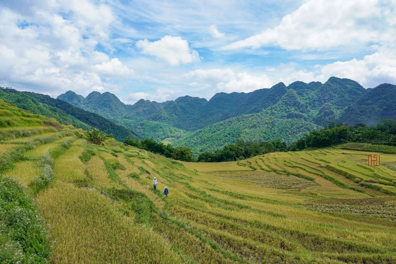 Hai người đi bộ giữa ruộng bậc thang lúa chín, xung quanh là núi đá vôi ở Pù Luông.