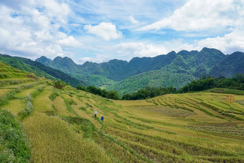 Hai người đi bộ giữa ruộng bậc thang lúa chín, xung quanh là núi đá vôi ở Pù Luông.