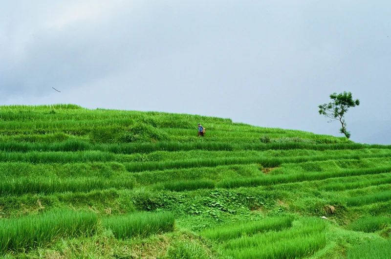 Một người đi bộ trên những ruộng bậc thang xanh mướt trên đồi ở Pù Luông.