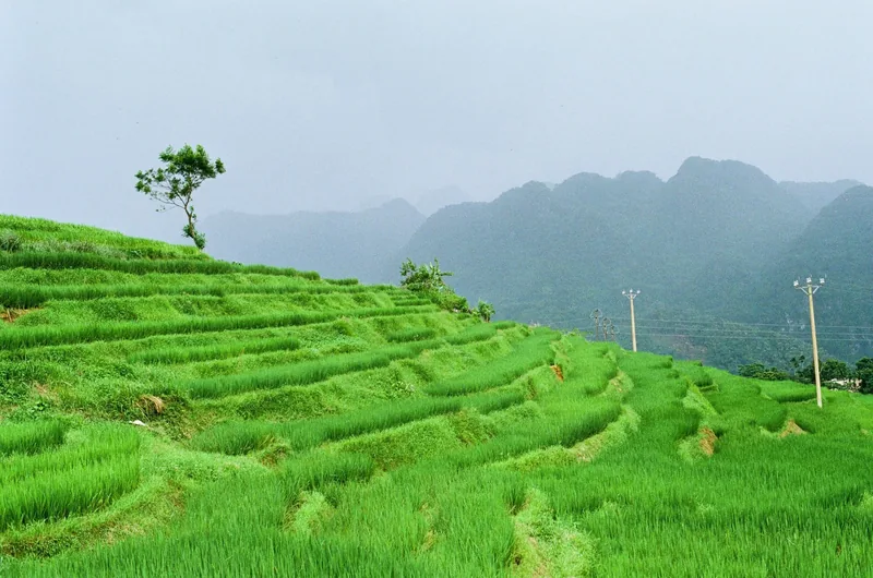 Ruộng bậc thang xanh mướt trải dài trên sườn đồi với cây đơn độc giữa núi mờ sương ở Pù Luông, Việt Nam.